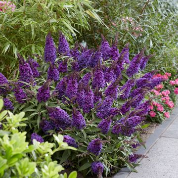 Buddleja davidii BUTTERFLY CANDY LITTLE PURPLE