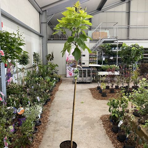 Catalpa bignonioides 'Aurea'