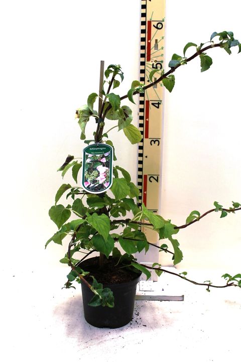 Schizophragma hydrangeoides 'Rose Sensation'