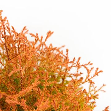 Thuja occidentalis FIRE CHIEF