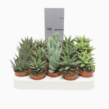 χυμώδη φυτά ALOE / HAWORTHIA MIX