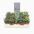 Суккуленты ALOE / HAWORTHIA MIX