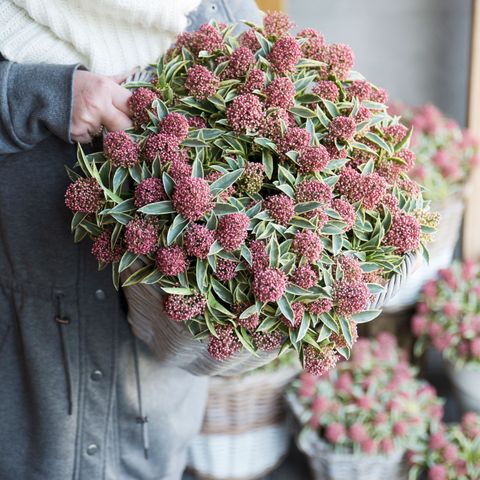 Skimmia japonica 'Mystic Marlot'