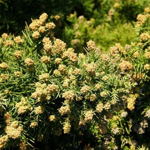 Cryptomeria japonica 'Monstrosa Nana'