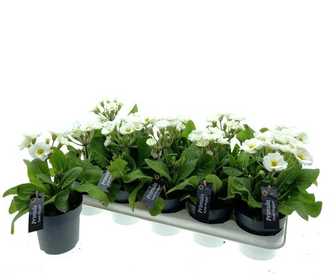 Primula 'Gold Nugget White'