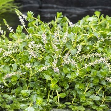 Rotala rotundifolia