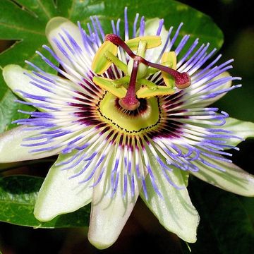 Passiflora caerulea