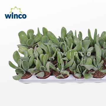 Kalanchoe luciae 'Oricula'