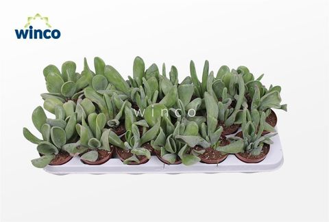 Kalanchoe luciae 'Oricula'