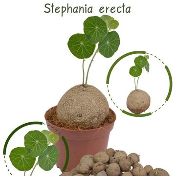 Stephania erecta