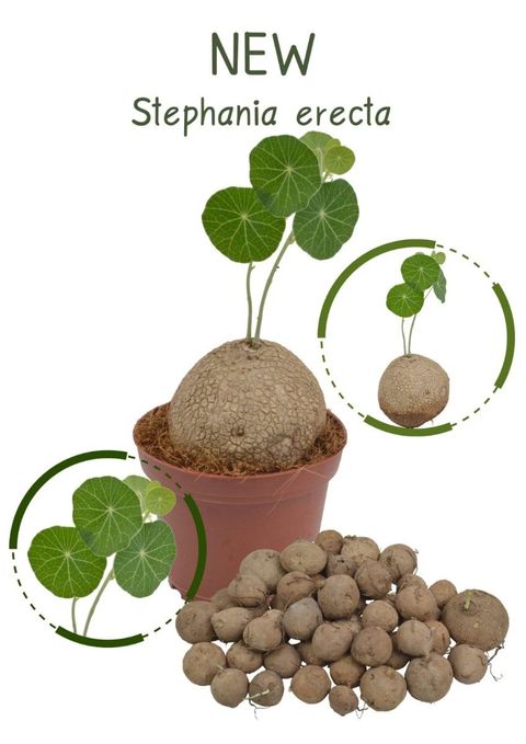 Stephania erecta