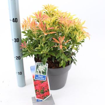 Pieris 'Forest Flame'