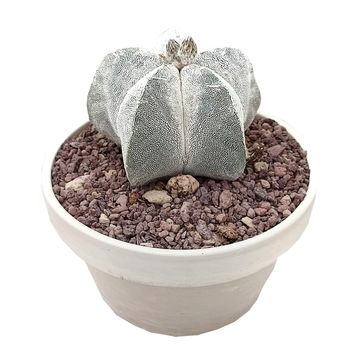 Astrophytum myriostigma 'Onzuka'