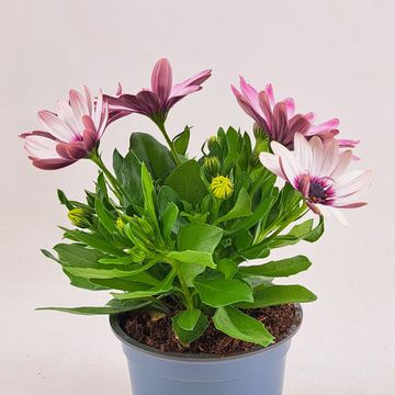 Osteospermum SEÑORITA QUINTY