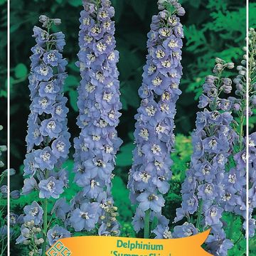 Delphinium 'Summer Skies'