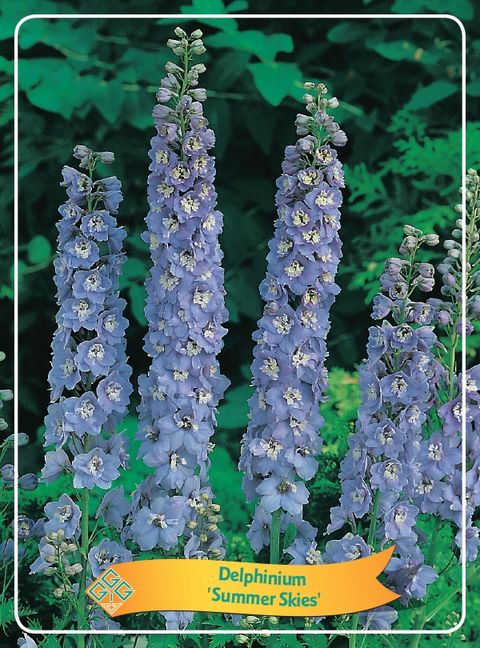 Delphinium 'Summer Skies'