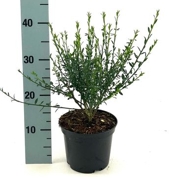 Cytisus 'Luna'