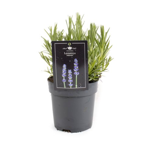 Lavandula angustifolia 'Hidcote'