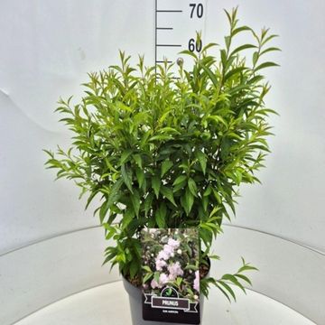 Prunus glandulosa 'Alba Plena'