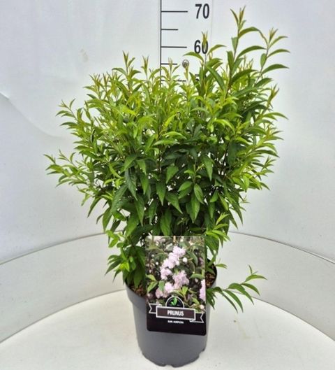 Prunus glandulosa 'Alba Plena'