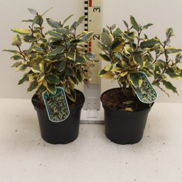 Elaeagnus x ebbingei 'Viveleg'