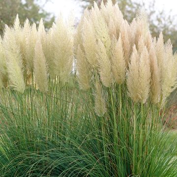 Cortaderia selloana 'Pumila'