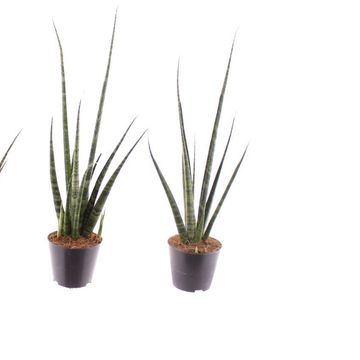 Sansevieria 'Digitorum'