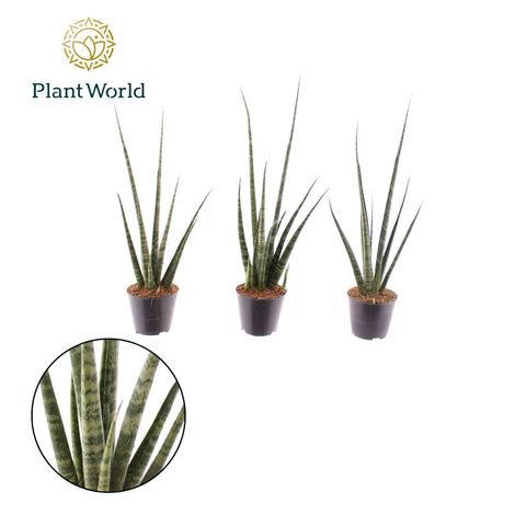 Sansevieria 'Digitorum'