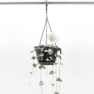 Ceropegia woodii