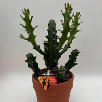 Euphorbia mayuranathanii
