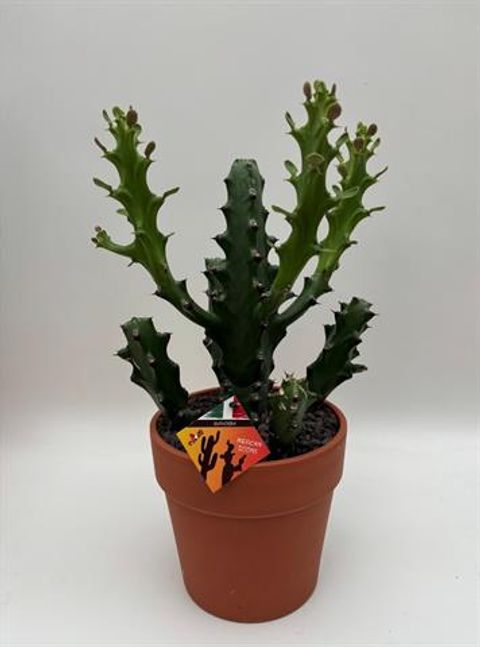 Euphorbia mayuranathanii