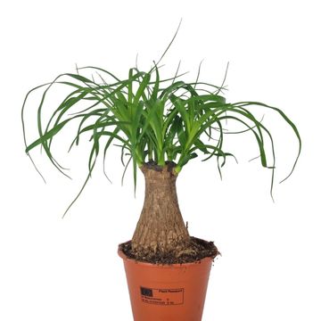Beaucarnea recurvata
