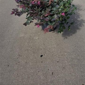 Loropetalum chinense 'Fire Dance'