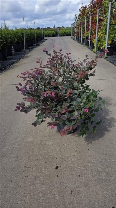 Loropetalum chinense 'Fire Dance'