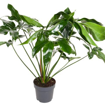 Philodendron 'Green Wonder'