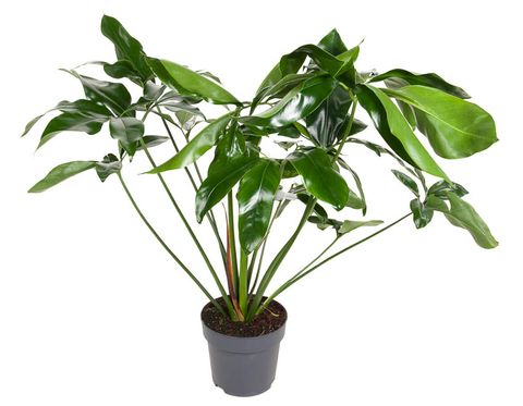 Philodendron 'Green Wonder'