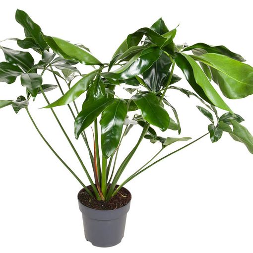 Philodendron 'Green Wonder'