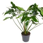 Philodendron 'Green Wonder'