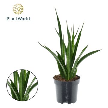 Sansevieria kirkii FRIENDS
