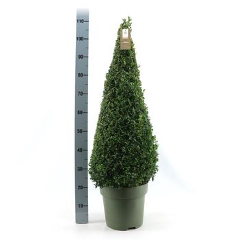 Buxus sempervirens