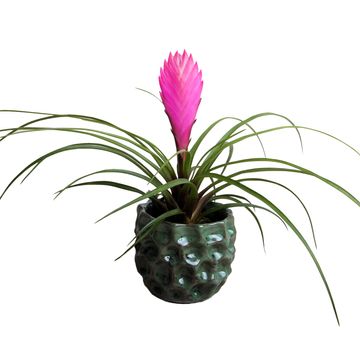 Tillandsia cyanea