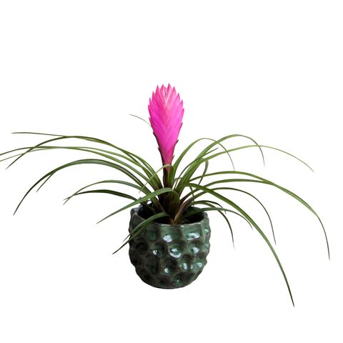 Tillandsia cyanea