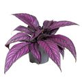 Strobilanthes dyeriana 'Metallica'