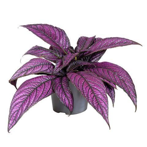 Strobilanthes dyeriana 'Metallica'