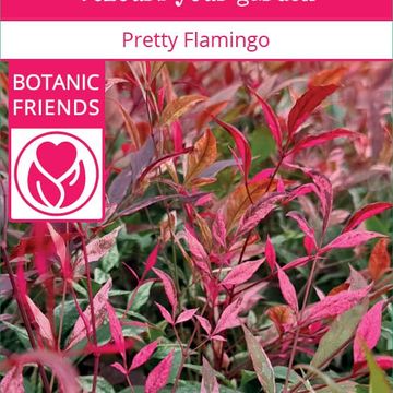 Nandina domestica 'Pretty Flamingo'