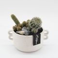 Arrangement Cactus Essentials