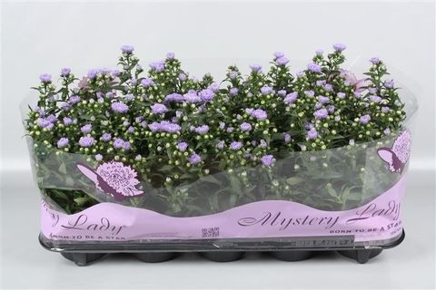 Aster MYSTERY LADY DEMI