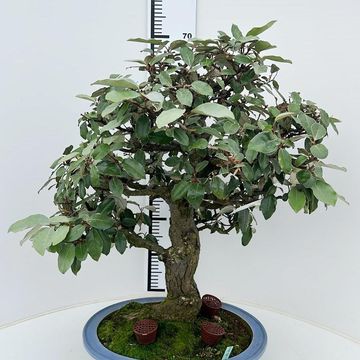 Elaeagnus pungens