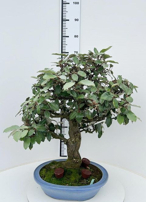 Elaeagnus pungens