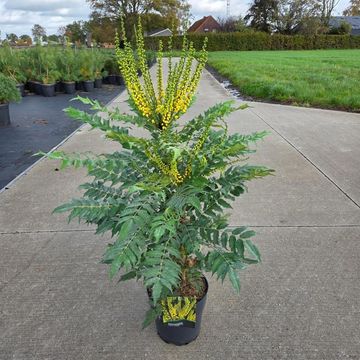 Mahonia x media 'Winter Sun'